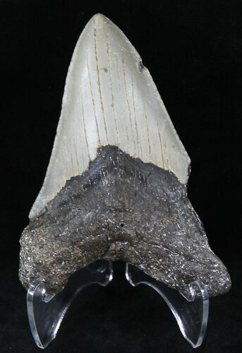 Bargain Megalodon Tooth - North Carolina #21706